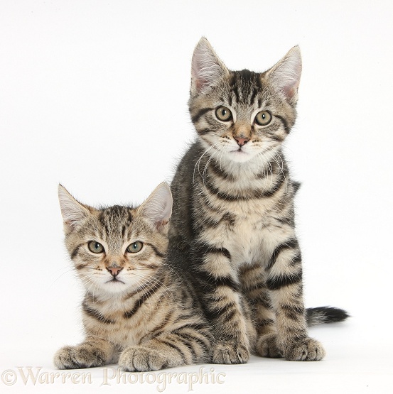 Tabby kittens, Stanley and Fosset, 12 weeks old, lounging together, white background