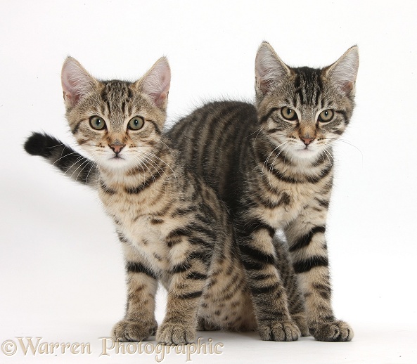 Tabby kittens, Stanley and Fosset, 3 months old, lounging together, white background