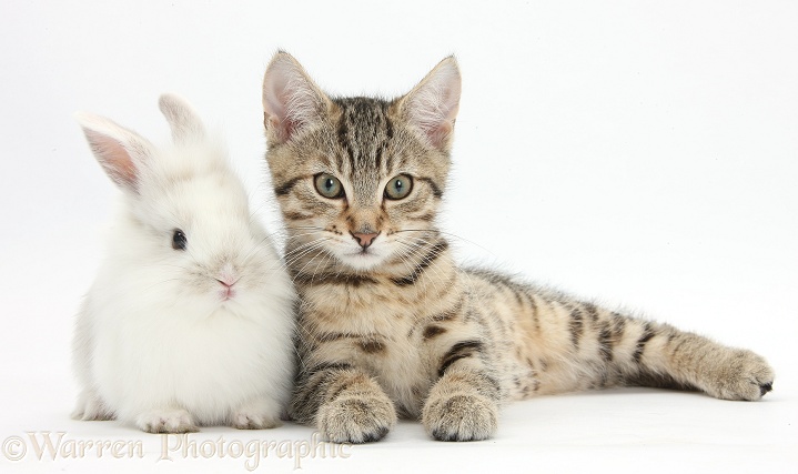 Tabby kitten, Stanley, 3 months old, with cute baby white rabbit, white background