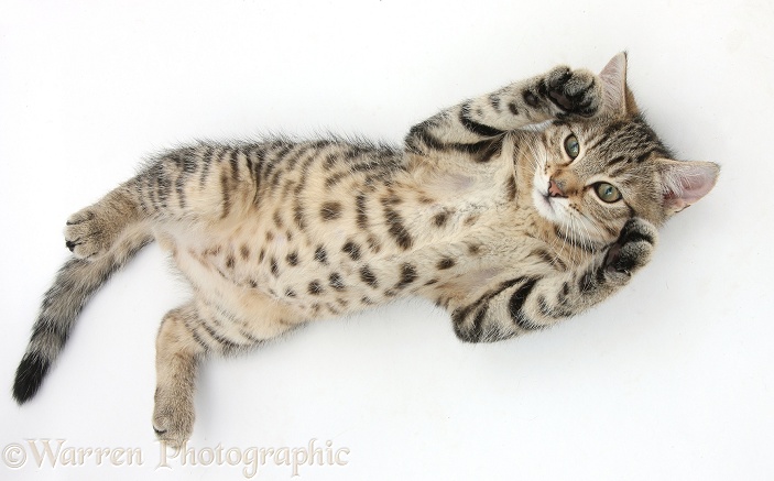 Tabby male kitten, Stanley, 3 months old, rolling playfully on his back, white background