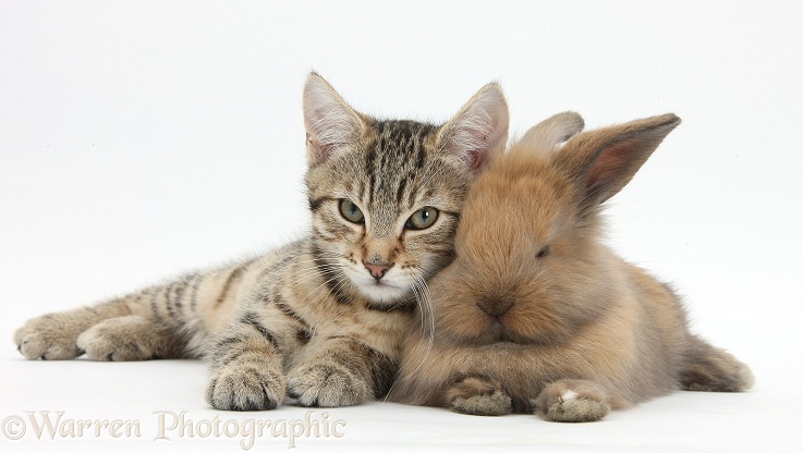 Tabby kitten, Stanley, 3 months old, with baby Lionhead-cross rabbit, white background