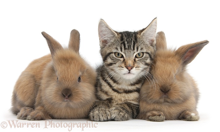 Tabby kitten, Fosset, 3 months old, with baby Lionhead-cross rabbits, white background
