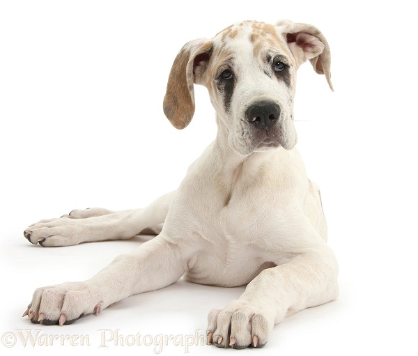 Great Dane pup, Tia, 14 weeks old, lying with head up, white background