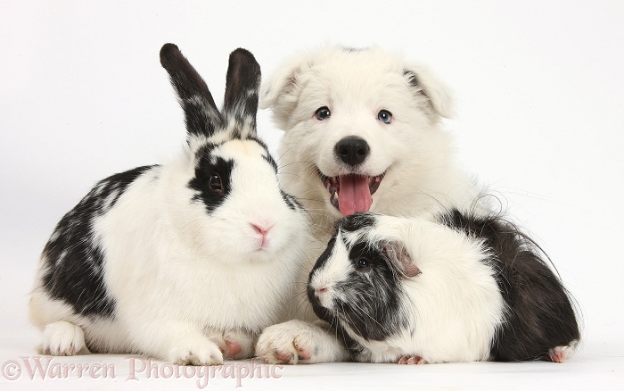 Black-and-white Border Collie bitch pup, Ice, 9 weeks old, with Black-and-white Guinea pig and rabbit, white background