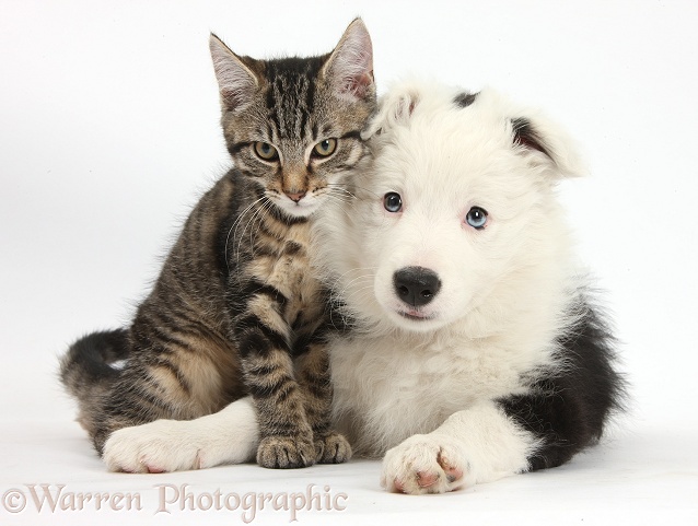 Tabby kitten, Fosset, 3 months old, with Black-and-white Border Collie bitch pup, Ice, 9 weeks old, white background