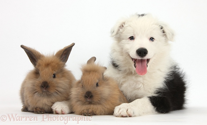 Black-and-white Border Collie bitch pup, Ice, 9 weeks old, with two baby rabbits, white background