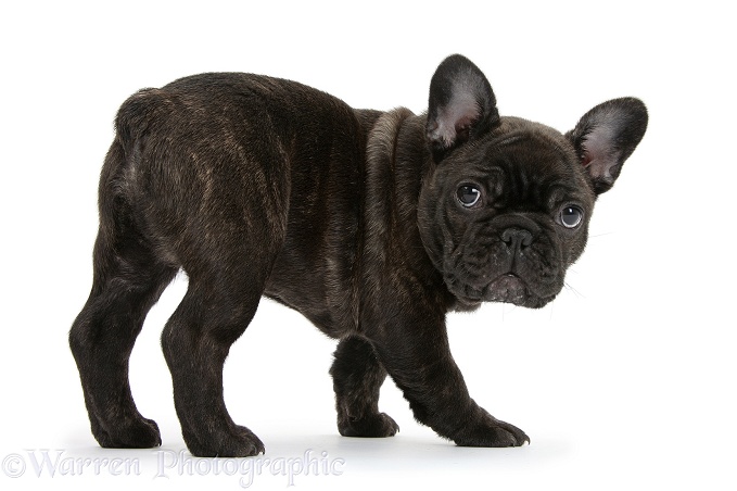 Dark brindle French Bulldog pup, Bacchus, 9 weeks old, white background