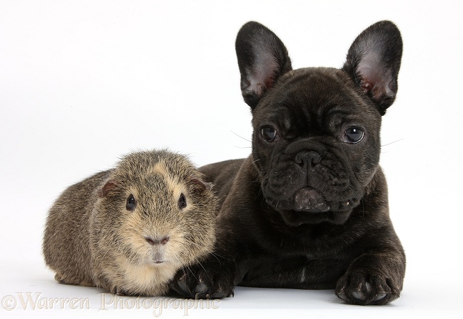 Dark brindle French Bulldog pup, Bacchus, 9 weeks old, with Guinea pig, white background