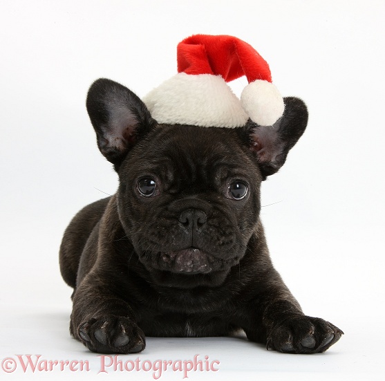 Dark brindle French Bulldog pup, Bacchus, 9 weeks old, wearing a Father Christmas hat, white background