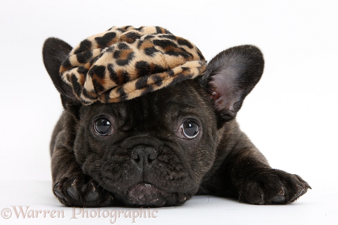 Dark brindle French Bulldog pup, Bacchus, 9 weeks old, wearing a cap, white background