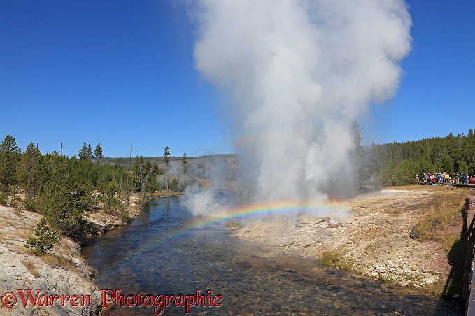 Mortar Geyser erupting and making a rainbow.  Yellowstone, USA