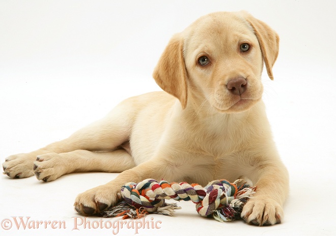 Yellow Labrador Retriever pup, Millie, with ragger toy, white background
