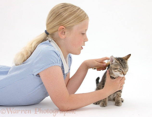 Siena grooming a tabby kitten, Stanley, 3 months old, with a soft brush, white background