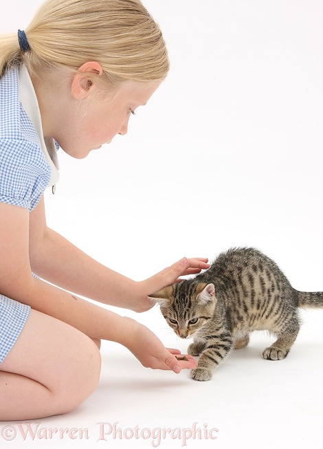 Siena giving tabby kitten, Stanley, 3 months old, some treats, white background