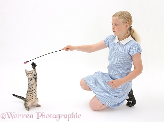 Siena playing with tabby kitten, Stanley, 3 months old, using a kitten fishing toy, white background