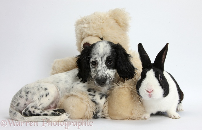 Black-and-white Border Collie x Cocker Spaniel puppy, 11 weeks old, lounging on a cream teddy bear, with Dutch rabbit, white background