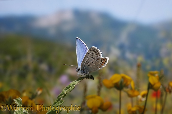 Adonis Blue Butterfly (Lysandra bellargus) male.  Europe including Britain