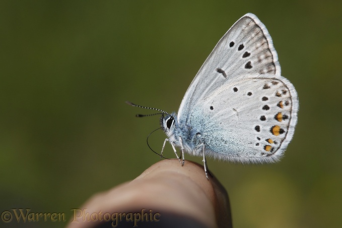 Amanda's Blue butterfly (Agrodiaetus amanda) male drinking sweat from the photographer's hand.  Southern Europe