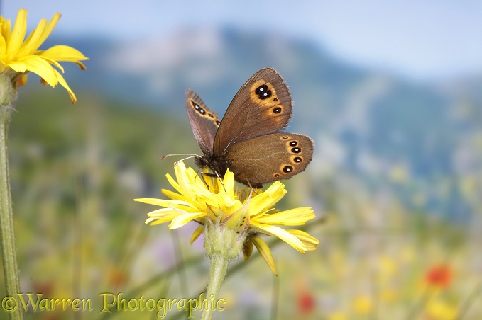 Bright-eyed Ringlet Butterfly (Erebia oeme).  Southern Europe