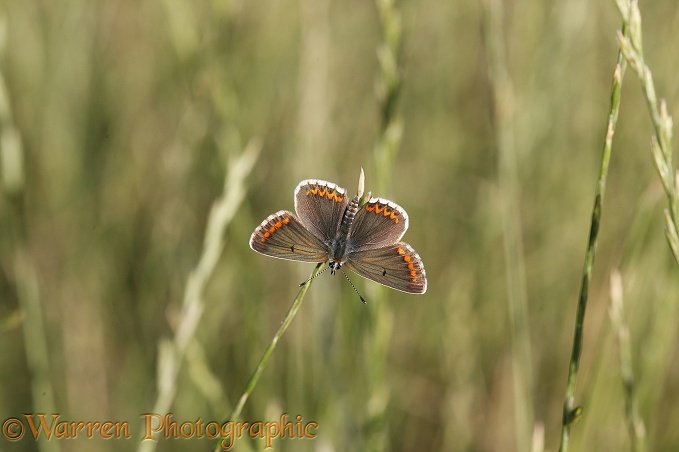 Brown Argus butterfly (Aricia agestis).  Europe including Britain