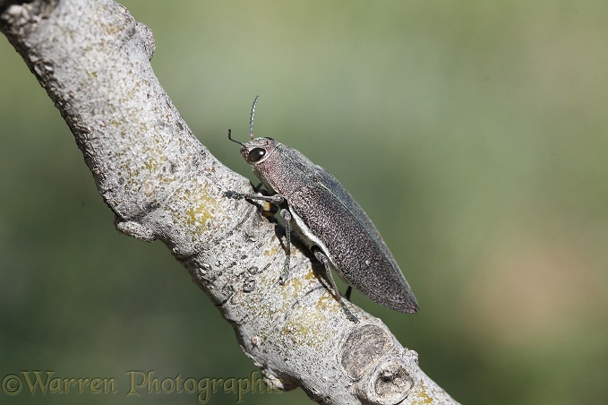 Buprestid beetle (Buprestidae)