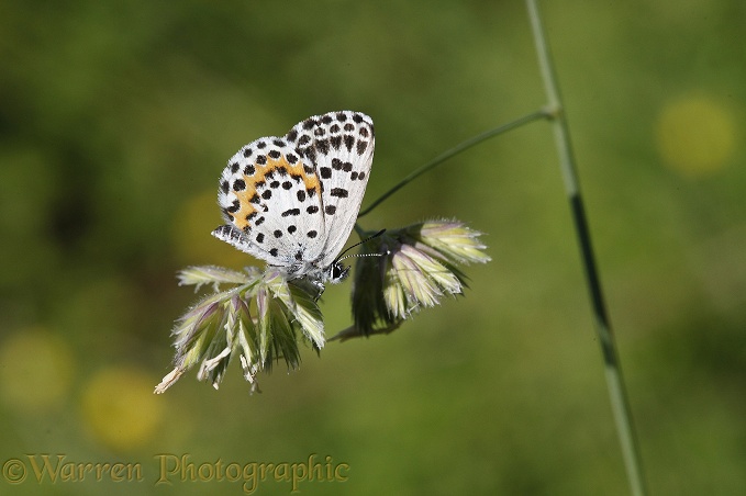 Chequered Blue Butterfly(Scolitantides orion).  Southern Europe