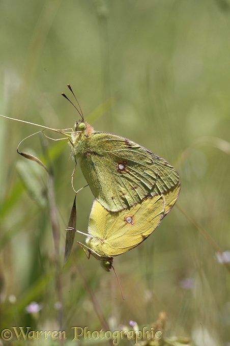 Clouded Yellow Butterfly (Colias croceus) mating pair.  Europe including Britain