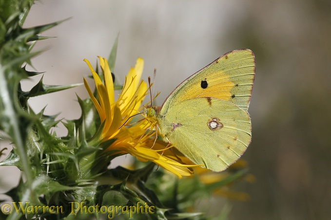 Clouded Yellow Butterfly (Colias croceus) male feeding on yellow thistle.  Europe including Britain