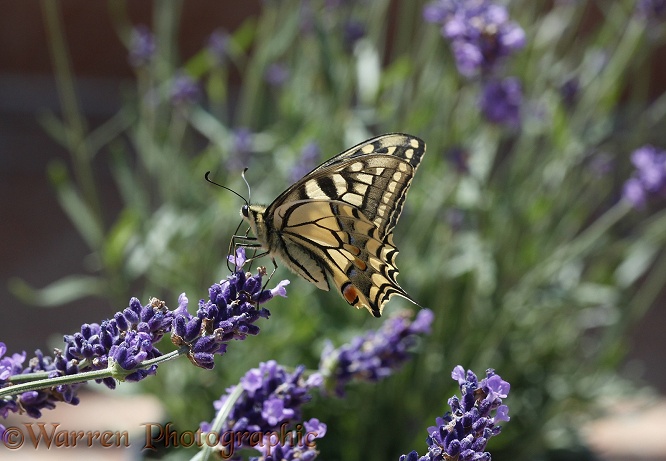 European Swallowtail Butterfly (Papilio machaon) feeding on lavender.  Europe including Britain