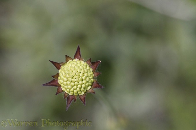 Field Scabious (Knautia arvensis) bud pattern