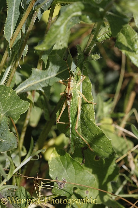 Great Green Bush Cricket (Tettigonia viridissima) male.  Europe including Britain