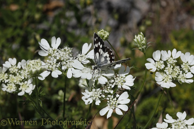 Marbled White butterfly (Melanargia galathea) feeding at altitude.  Europe including Britain