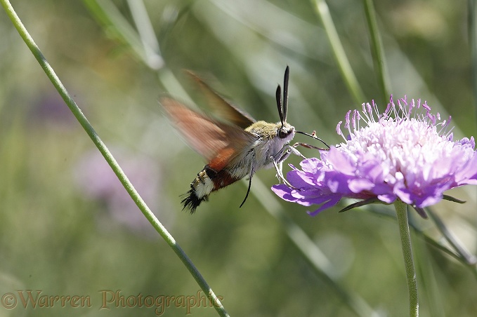 Olive Bee Hawkmoth (Hemaris croatica) feeding on field scabious.  Southern Europe