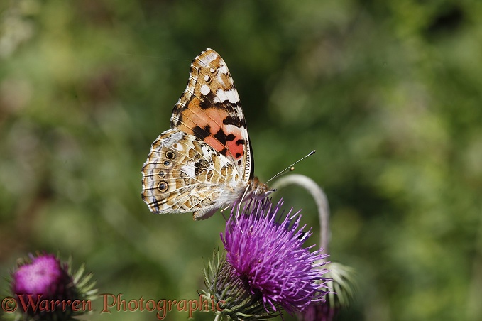 Painted Lady Butterfly (Vanessa cardui) feeding on thistle.  Europe, Africa & Asia