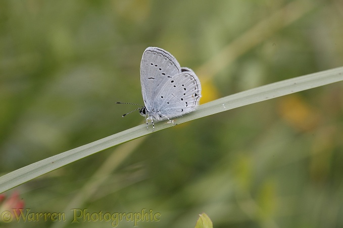 Provencal Short-tailed Blue butterfly (Everes alcetas).  Southern Europe