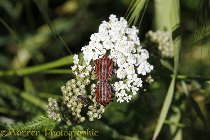 Striped Shieldbug (Graphosoma lineatum)