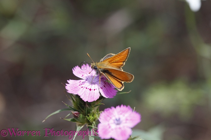 Small Skipper Butterfly (Thymelicus sylvestris)