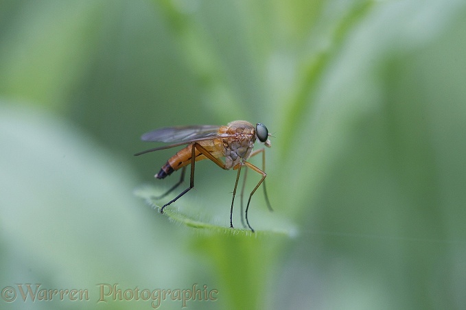 Snipe Fly (Rhagio species)