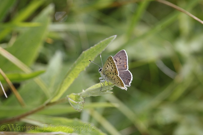 Sooty Copper (Lycaena tityrus) male.  Europe