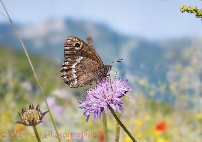 Great Sooty Satyr butterfly (Satyrus ferula) on Field Scabious (Knautia arvensis).  Southern Europe