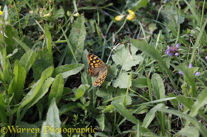 Speckled Wood butterfly (Pararge aegeria).  Europe including Britain