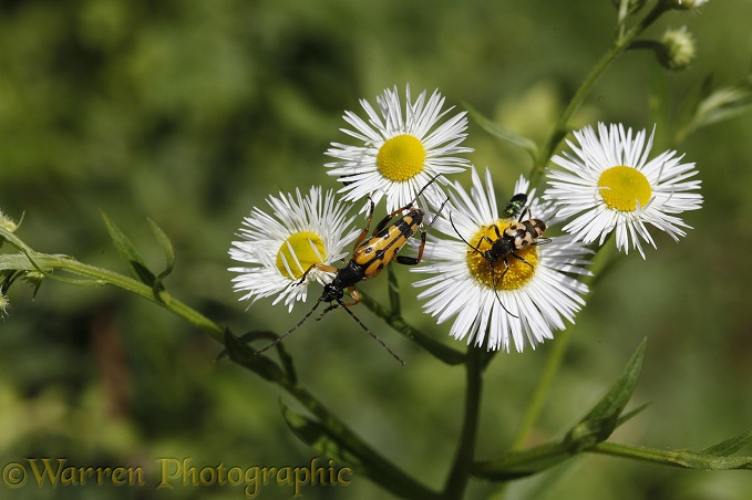 Spotted Longhorn Beetle (Strangalia maculata) on wild Michaelmas Daisies