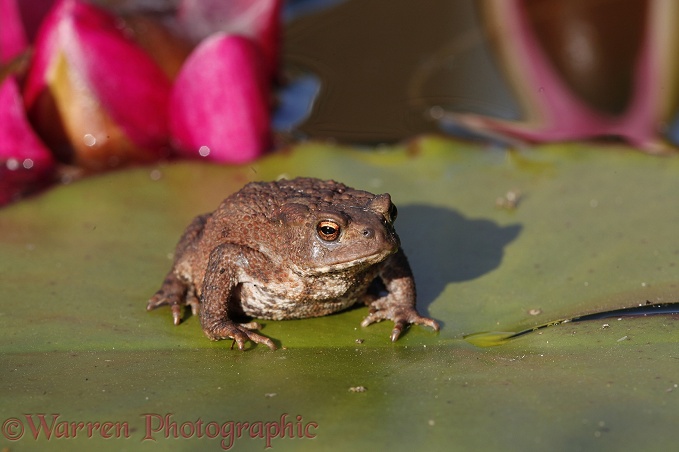 Common Toad (Bufo bufo) on a lily pad.  Europe including Britain