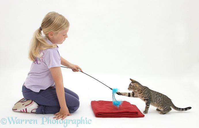 Siena using a lure to lead tabby kitten, Stanley, 4 months old, onto a mat, white background
