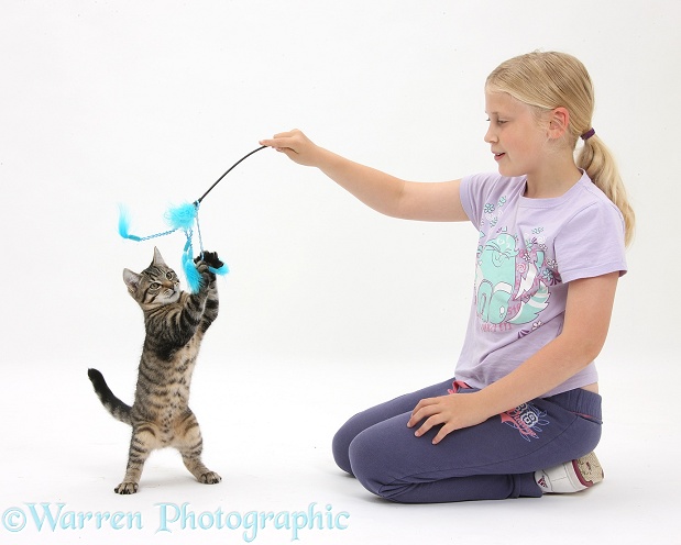 Siena playing with tabby kitten, Fosset, 4 months old, using a kitten fishing toy, white background
