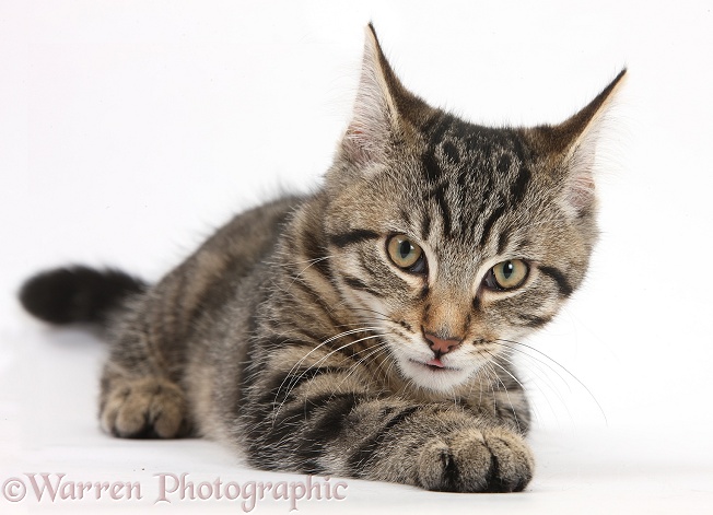 Tabby male kitten, Fosset, 3 months old, lying with his head up, white background