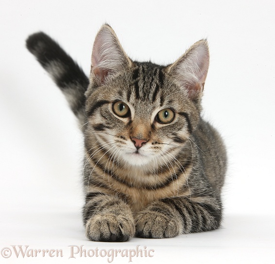 Tabby male kitten, Fosset, 4 months old, lying with his head up, white background