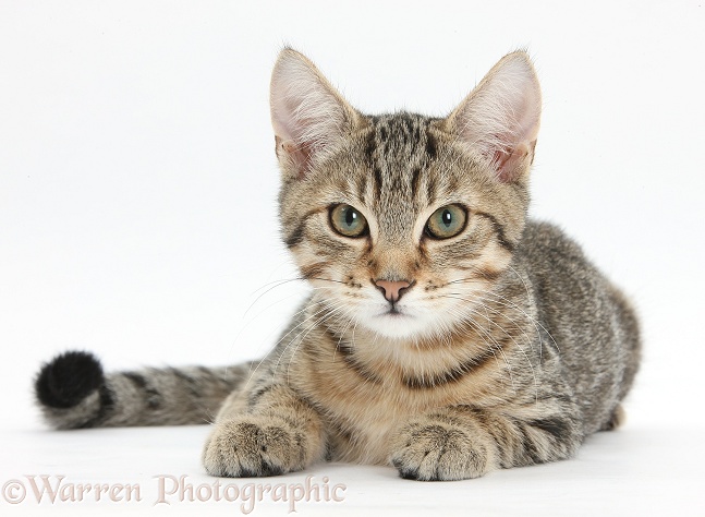 Tabby male kitten, Stanley, 4 months old, lying with his head up, white background