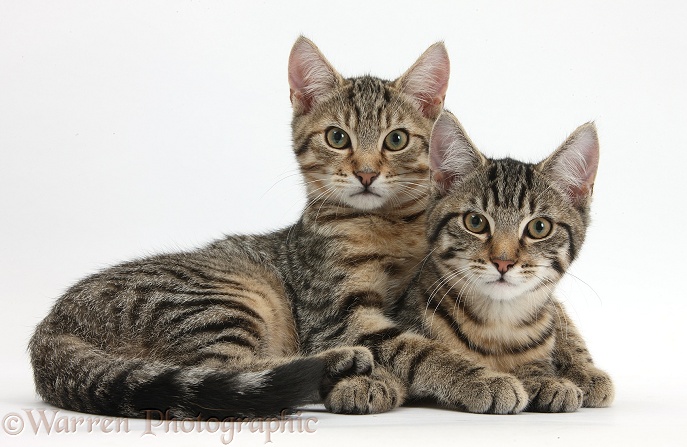 Tabby kittens, Stanley and Fosset, 4 months old, lounging together, white background