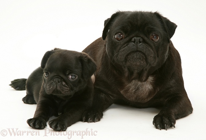 Black pug mother and pup, white background